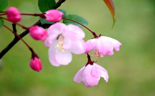 6月1號到月底，要啥來啥的三大生肖，日子過得紅紅火火！