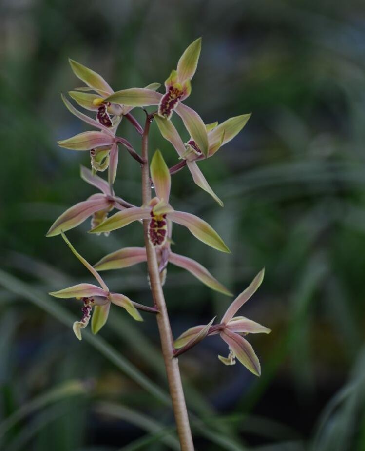 兰花草蕙兰醉霞花开