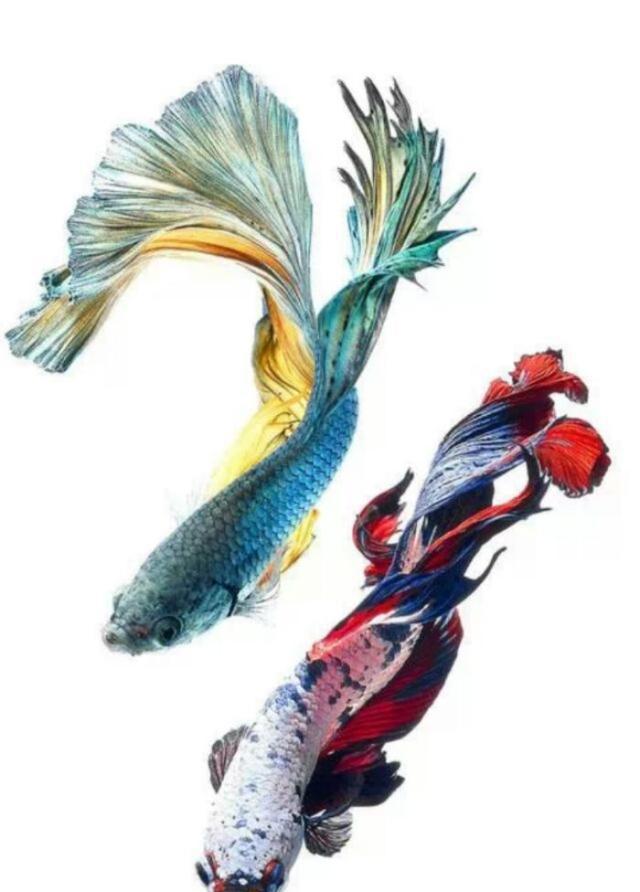 孔雀鱼姿态万千的美丽