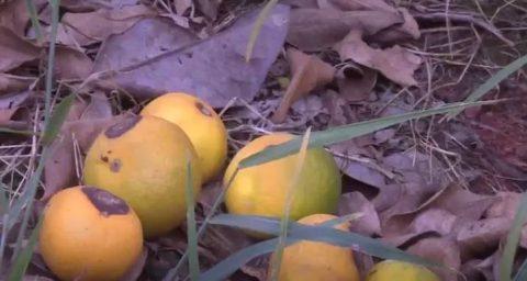 像蜜蜂一样虫子打死会爆紫色的液体是什么虫子?