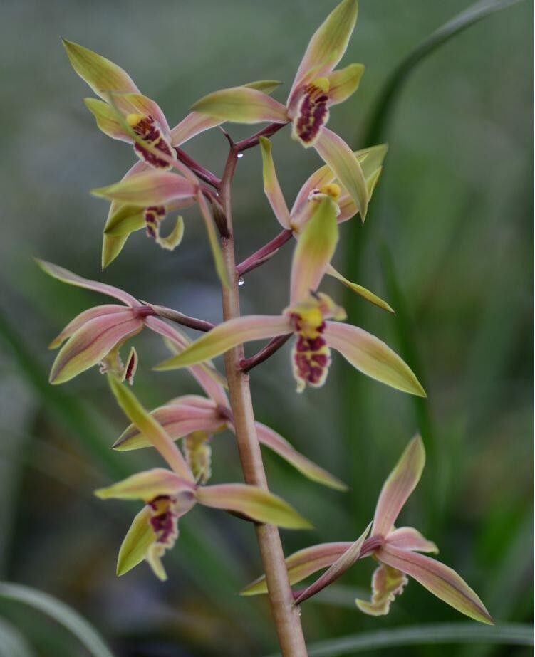 兰花草蕙兰醉霞花开!