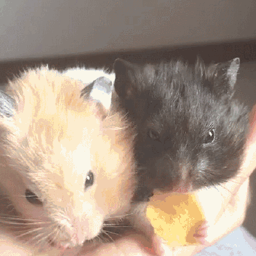 大家注意看小黑的表情,尤其是眼神.