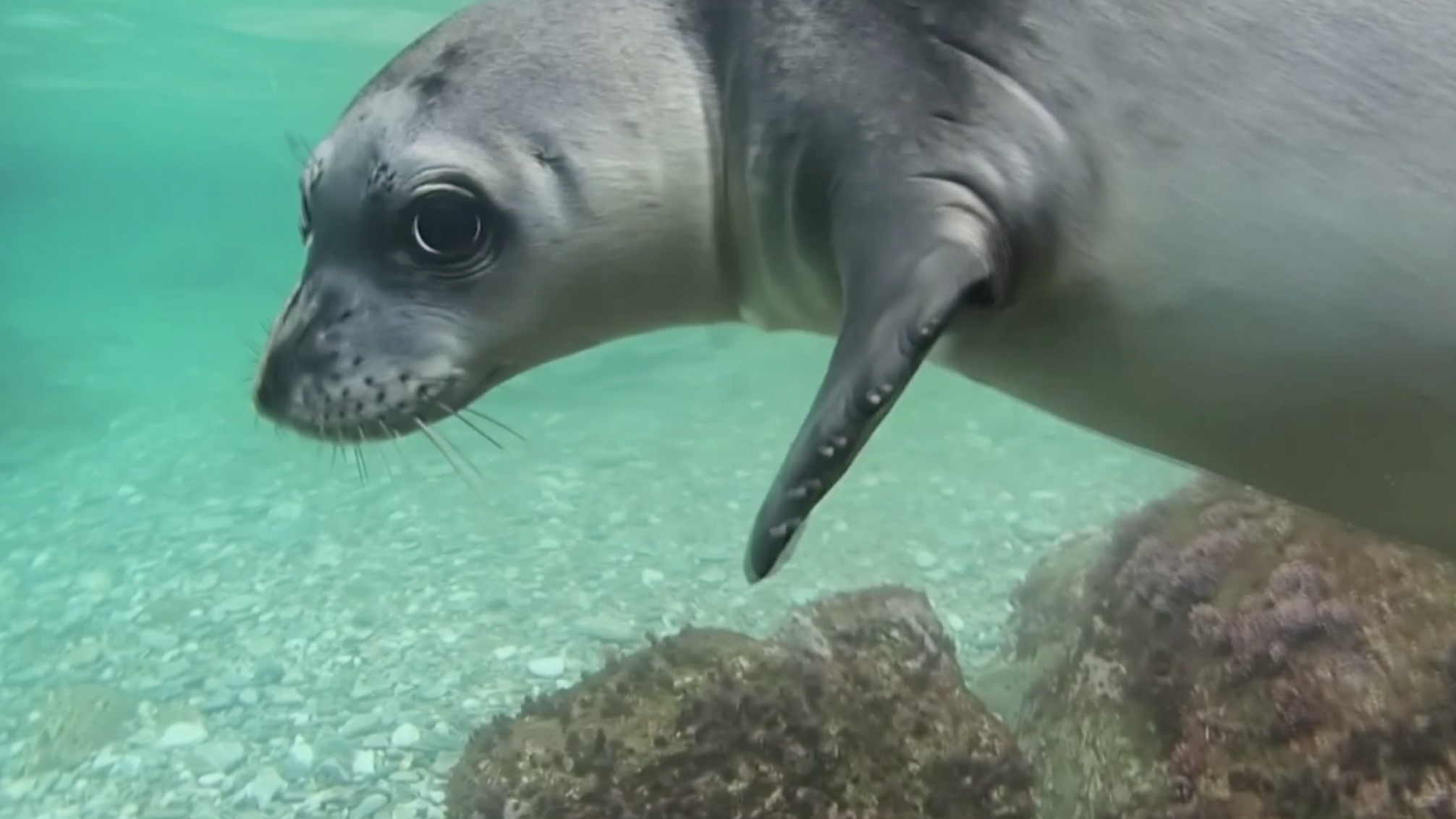 海豹宝宝游泳被跟拍,三步一回头,有啥好拍的,给点隐私不行吗?