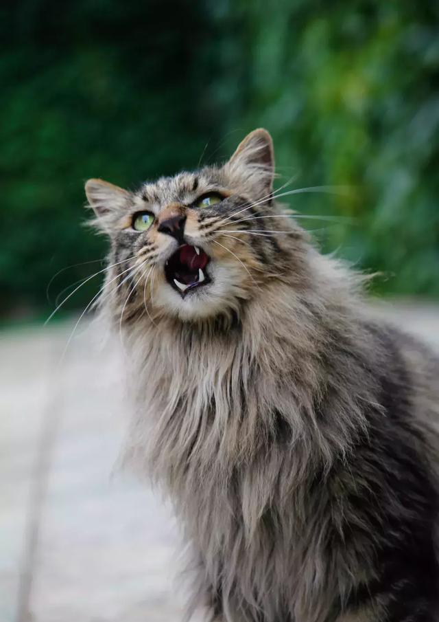 妙笔生猫——当个土猫好难?