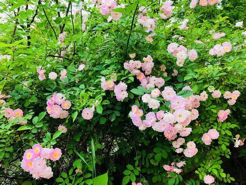 薔薇品種大全,怎麼養呢?花色迷人