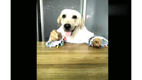 仓鼠吃芥末,表情跟人类简直一模一样,看傻眼了