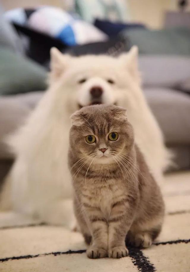 狗狗正在美美的拍照,没想到猫咪竟然