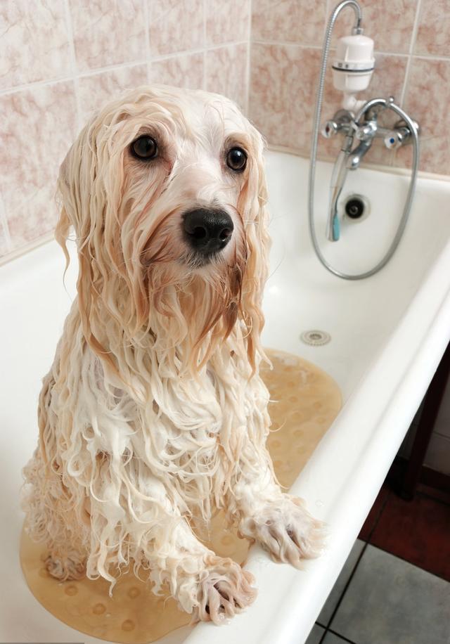 你会给狗狗洗澡吗?尤其是萨摩耶等犬种,这可是一门大学问哦