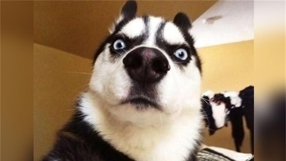 二哈打喷嚏竟然有如此大的威力,看到最后傻眼了!