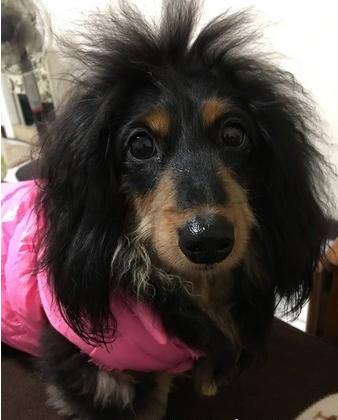 腊肠才剪完毛两天,自然卷发作头发全炸开,秒变欧阳菲菲网笑翻