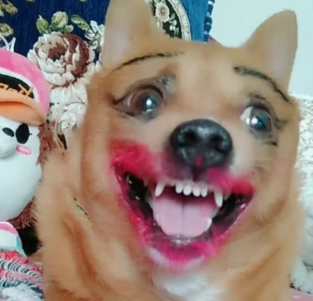 主人给小土狗化了个妆,可给狗狗气坏了!