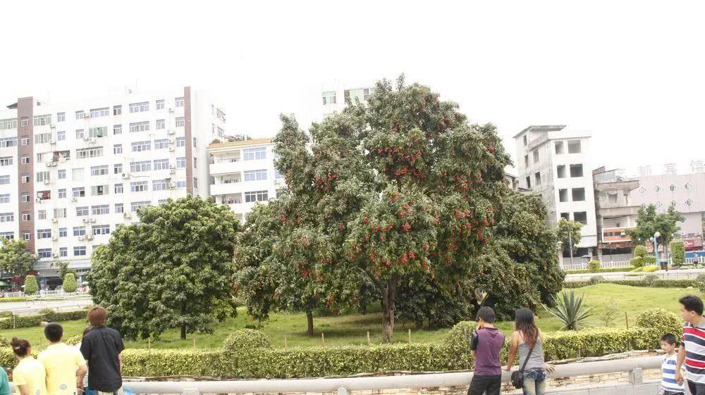 广东有座城市因一株老荔枝树走红一颗曾拍出555万天价