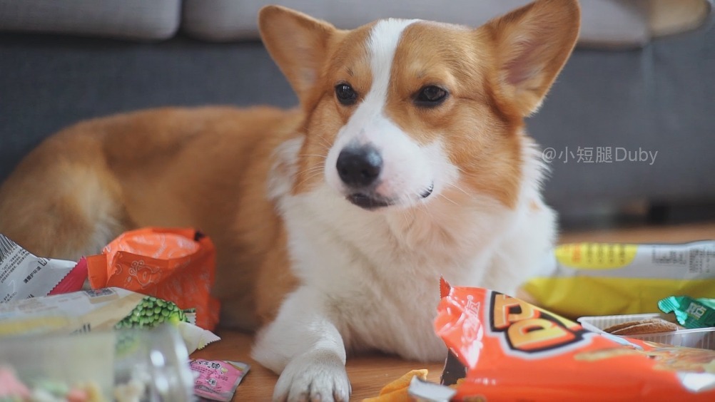 小短腿duby 短片~ 麻麻:duby,我出去了,你在家要好好看着弟弟哦.