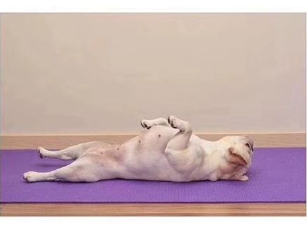 就是这只法斗它开挂了平板支撑我只服狗