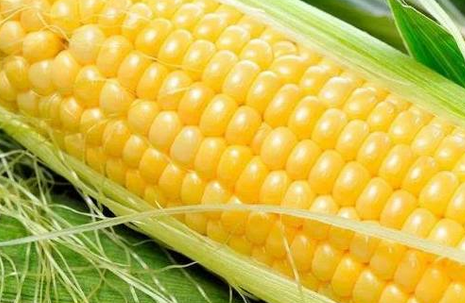 煮玉米用凉水还是热水?不会煮难怪又老又硬,教