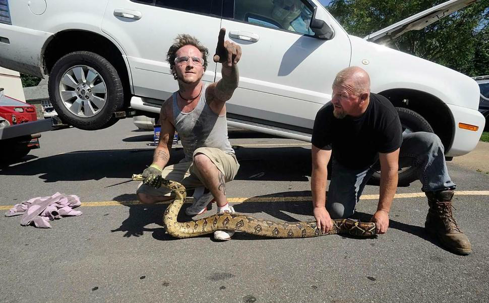 两男子帮游客从车底拽出蟒蛇,却要等记者来拍照后才肯离开