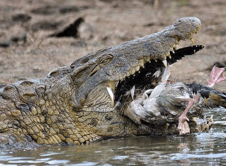 最不挑食的猛兽可能是鳄鱼, 看它都吃了些什么!