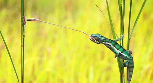 动物世界中的精彩捕食瞬间, 蛇捕食蜥蜴, 鳄鱼捕食斑马