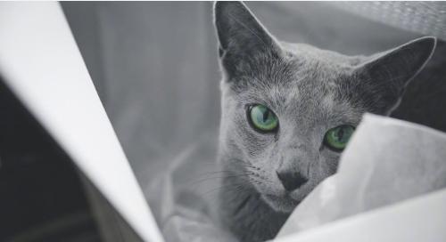 俄罗斯蓝猫,看过太多太多人说他是饿瘦了的英短蓝猫了