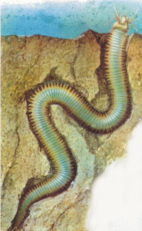 矶沙蚕广泛分布于西印度群岛,每当生殖季节来临时,体尾端的肌肉和器官