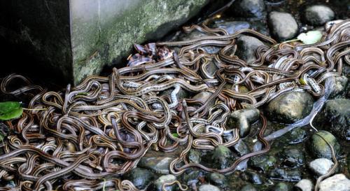 中国最恐怖的景点之一名副其实的蛇岛胆小者勿去你敢玩蛇吗