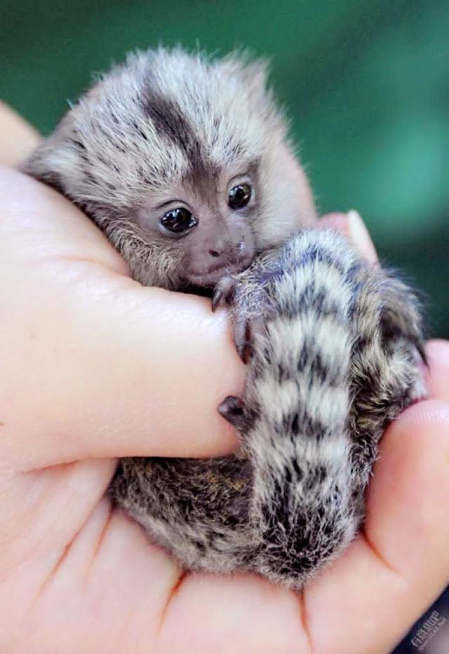 关于最近几年爆红的宠物猴,我想有必要给大家科普一