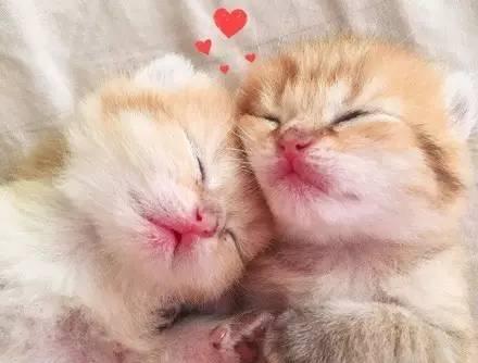 两只抱一起睡觉的小橘猫好萌