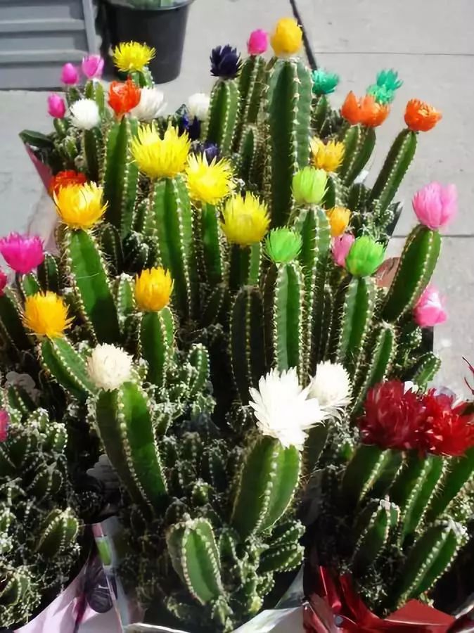 60年开一朵,真不愧是奇花之王!|仙人掌|绿色植物|福气_新浪新闻