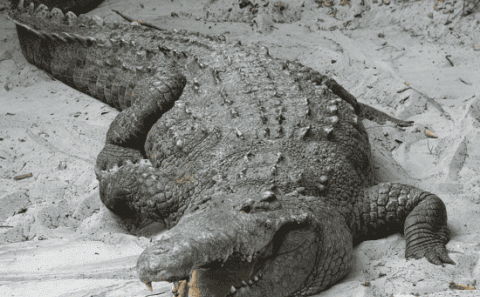 爬行动物: 鳄鱼, 冷血无情的残酷"杀手"