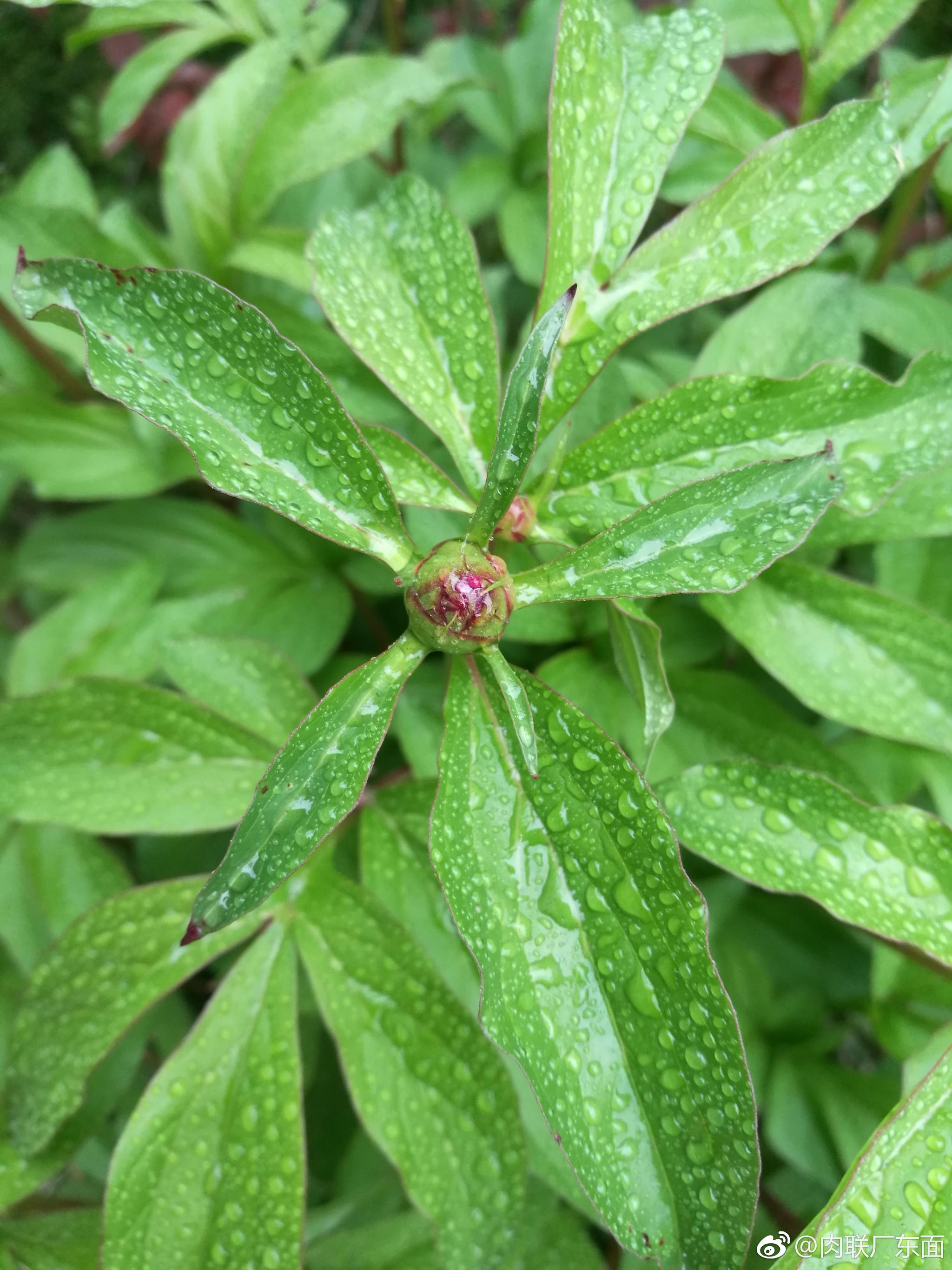 枇杷海棠金银花,牡丹含笑芍药红.清明恰逢细雨丝,点香祭祖思亲中.
