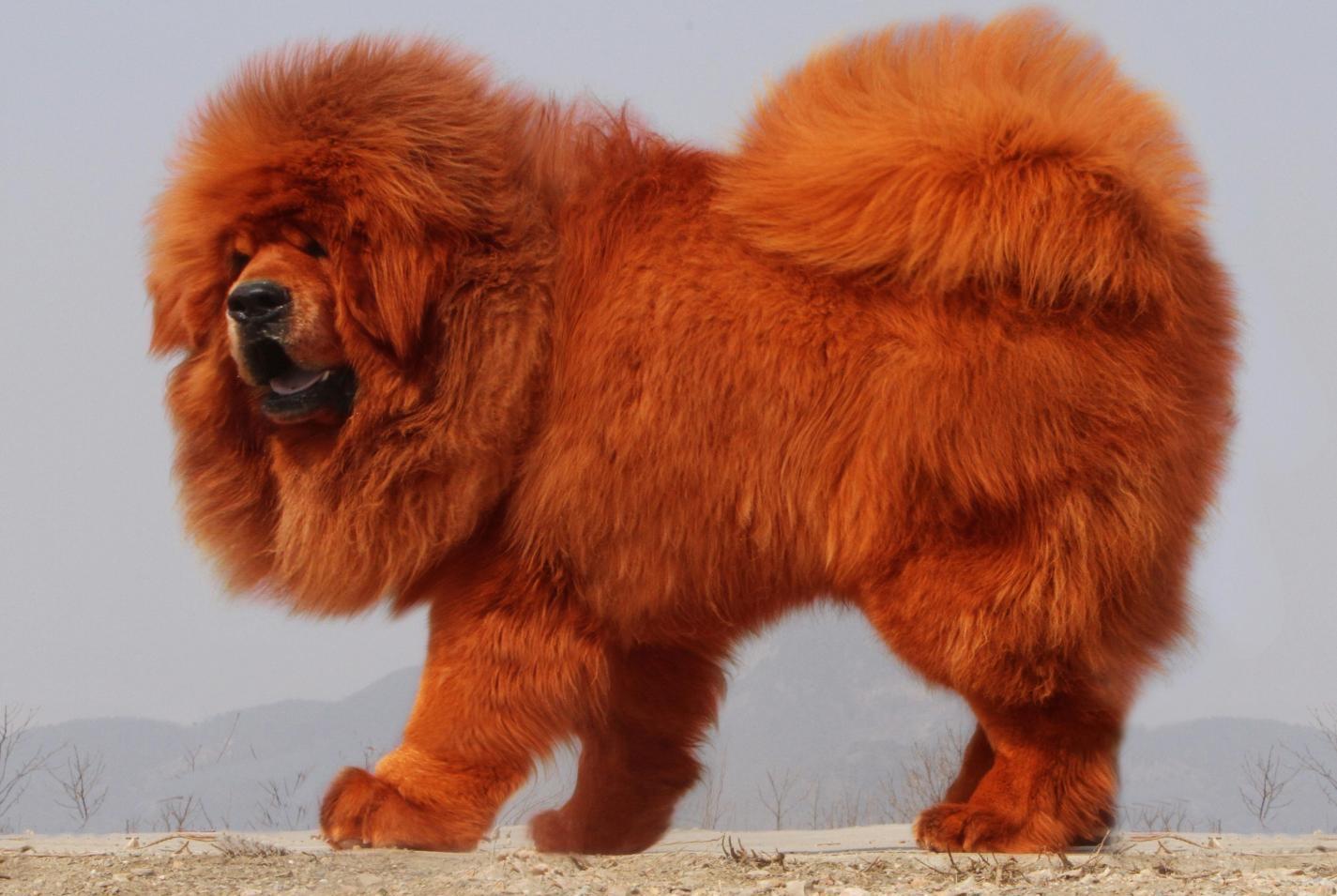 豪掷1580多万,以创纪录的价格在山西大同购得一只纯种红獒带回大连