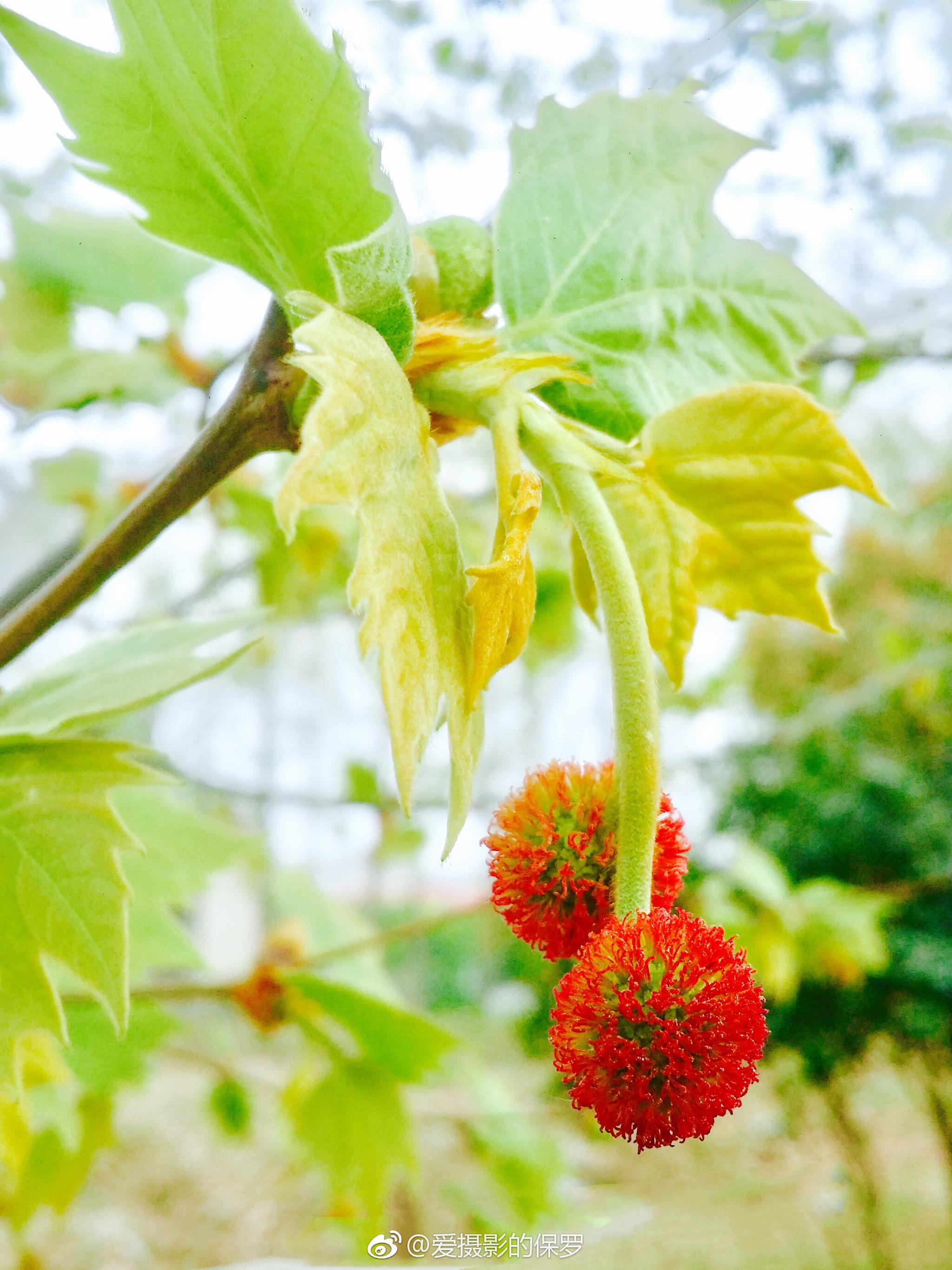 植物摄影法桐果花我不知该如何描述法桐这透着红色的悬铃果