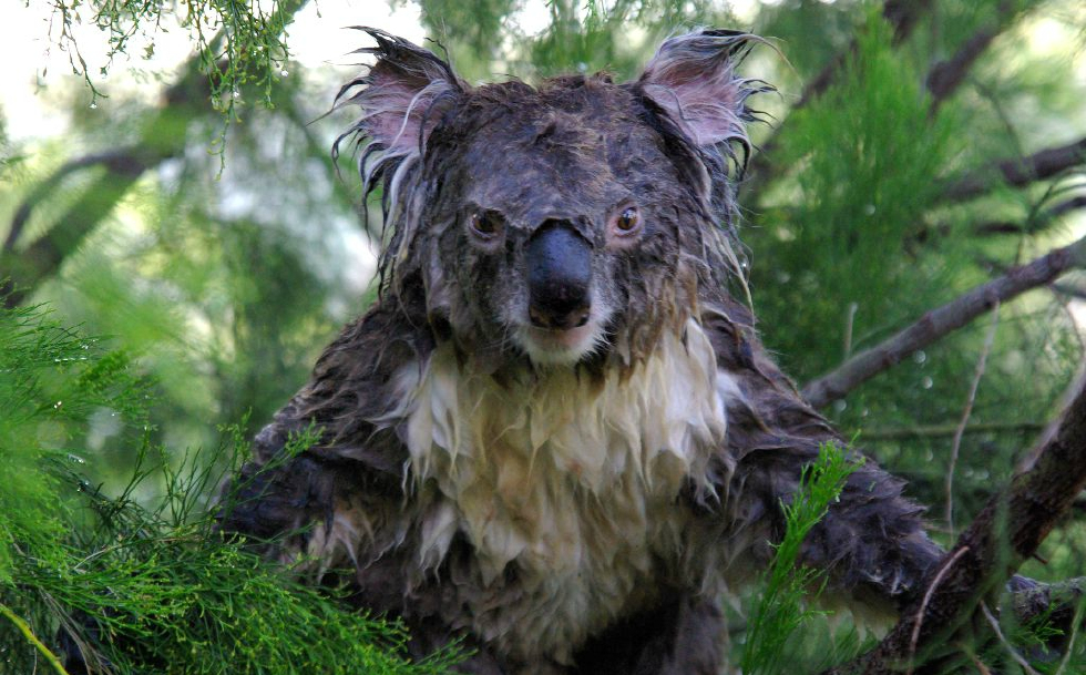 考拉睡梦中被浇成落汤鸡站起来就要找凶手干架