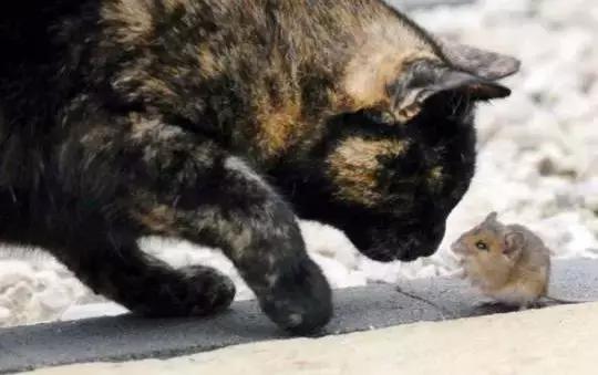 老鼠被捉到吓得要死,橘猫却表示:我减肥吃素,咱们交个朋友吧