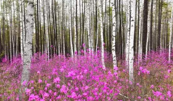 白桦林携手杜鹃,大兴安岭最美的爱恋