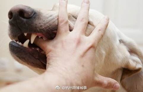 天热了狗狗容易咬人!杭州6个月婴儿被吉娃娃一口咬中食指[黑线]