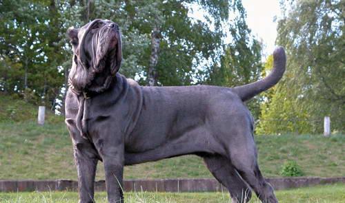 黑帮护卫,教父宠儿 黑帮护卫意大利扭玻利顿犬