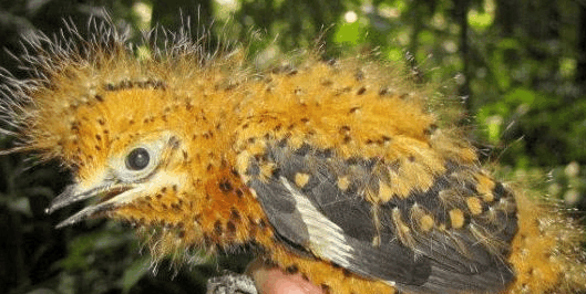 这就是烟灰悲雀的成鸟,安静的站在主人手上,全身羽毛乌黑发亮,非常的