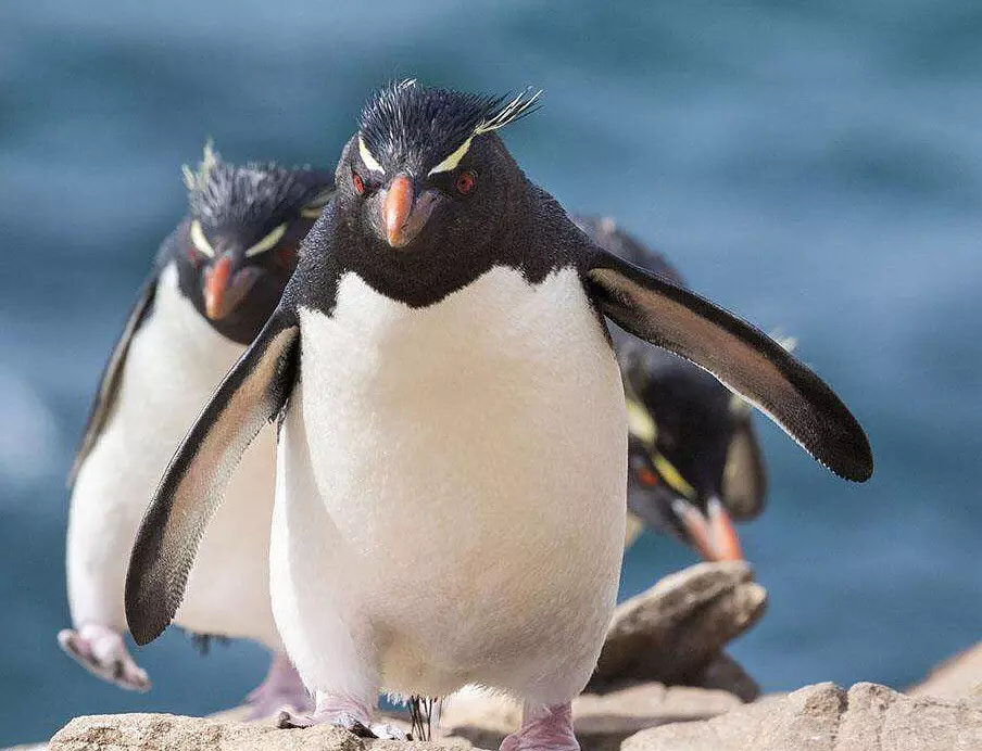 为什么跳岩企鹅看起来这么像黑社会大哥