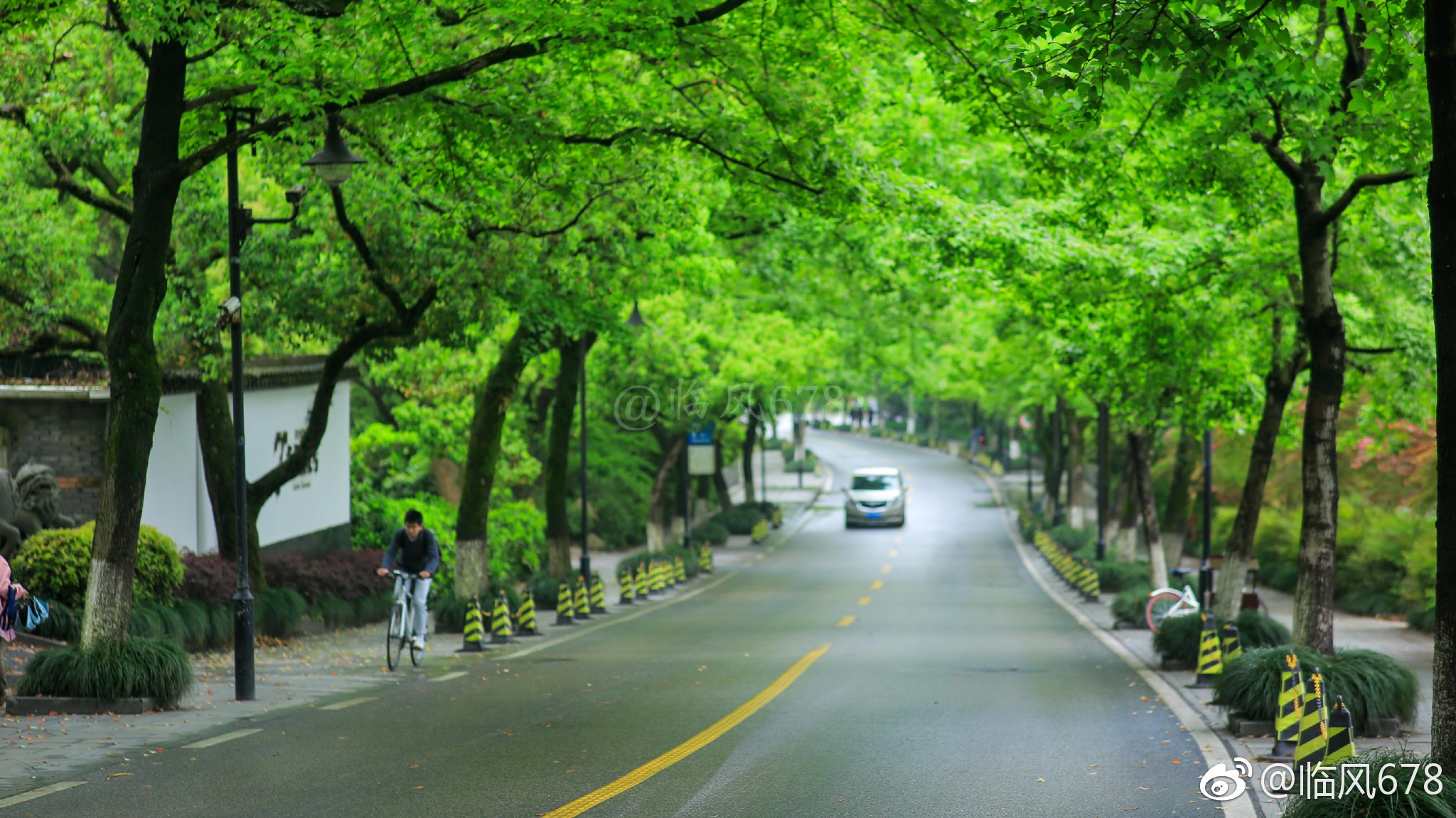 春天的色彩,醉美龙井路.