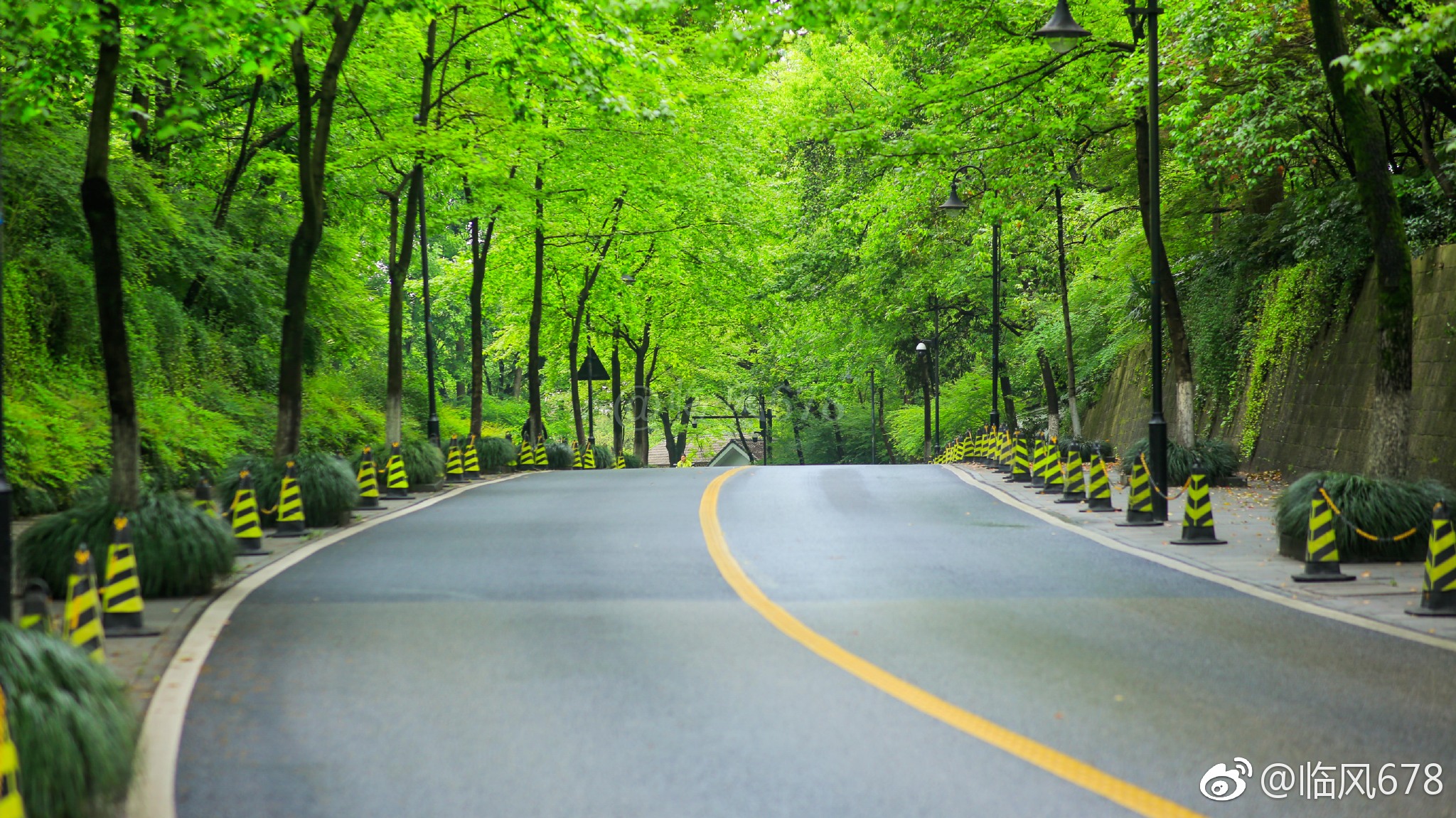 春天的色彩,醉美龙井路.
