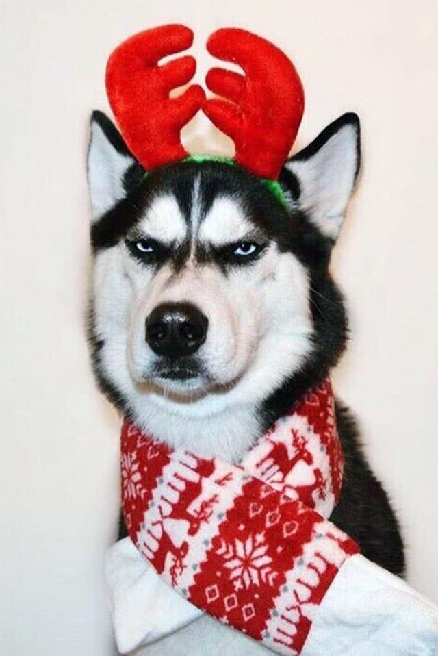 一只完全正经脸的二哈,网友却直呼受不了|哈士奇|网友|主人_新浪新闻