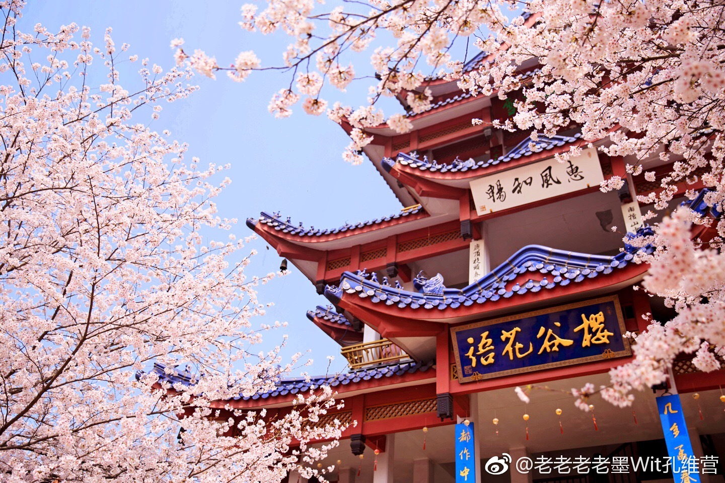 浪漫的樱花.美轮美奂
