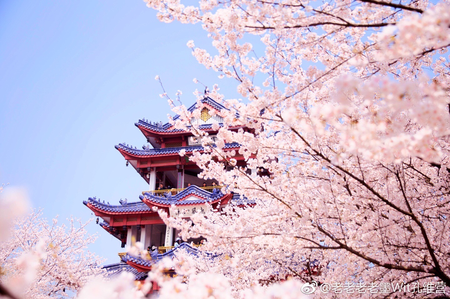 浪漫的樱花.美轮美奂