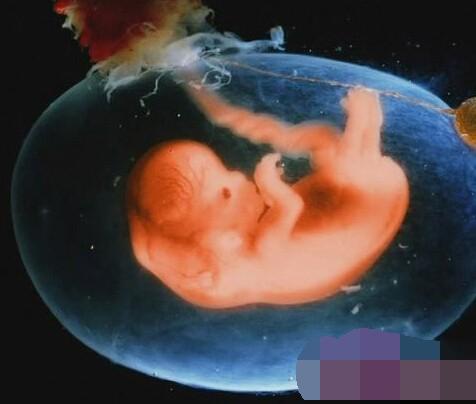 怀孕5周胎儿发育图图片