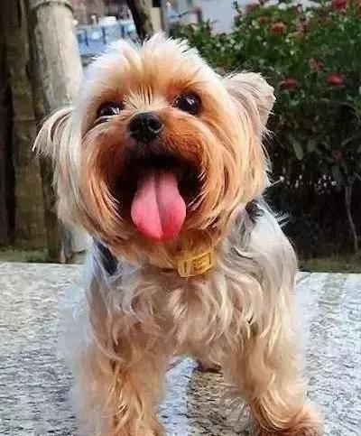 盘点世界上9种不易掉毛的狗狗排行榜,看看你家宠物上榜了没?