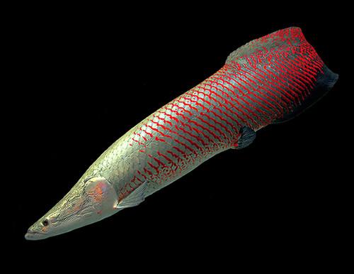 这种鱼既凶猛力气又大,但因太笨国家立法保护,才得以幸存!