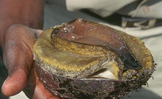 非洲人不爱吃的鲍鱼,却深受国人喜爱,如今高价也不一定买得到|南非