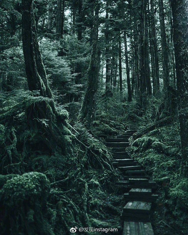 静谧森林 ins:fursty   :发现instagram