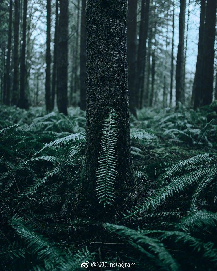 静谧森林 ins:fursty :发现instagram